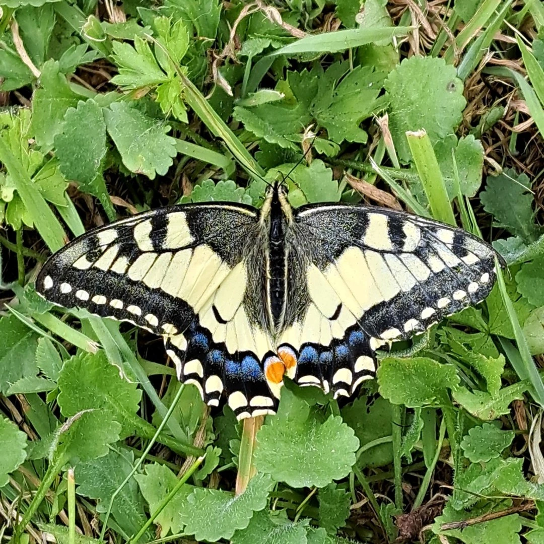 De Koninginnenpage is een van de grootste vlinders in Nederland.